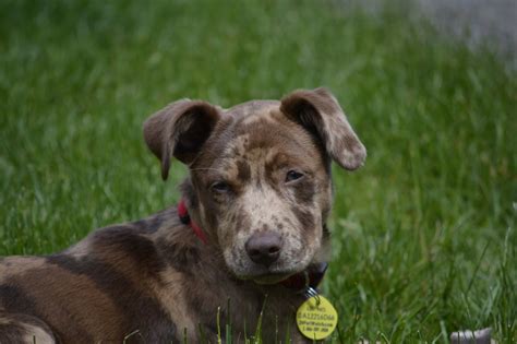 catahoula leopard pit bull mix.